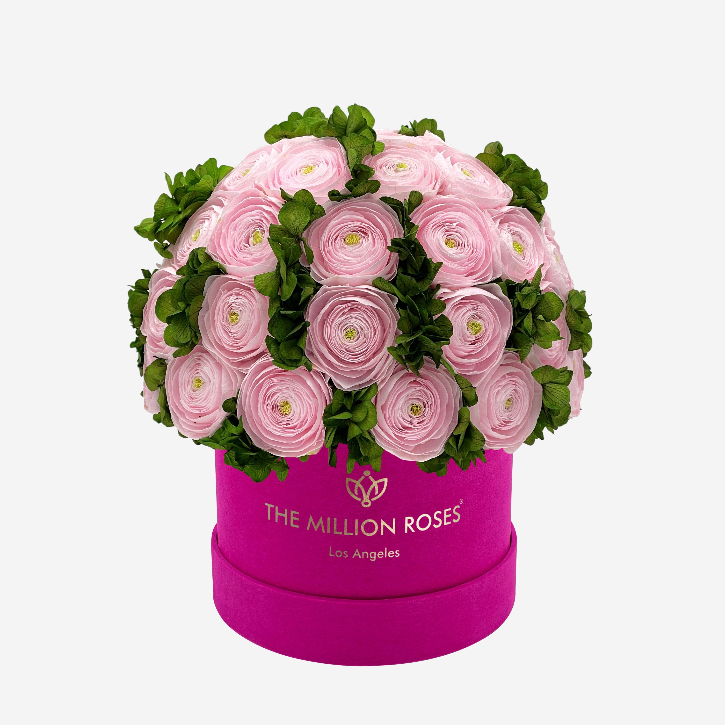 Classic Hot Pink Suede Box | Light Pink Persian Buttercups & Green Hydrangeas - The Million Roses